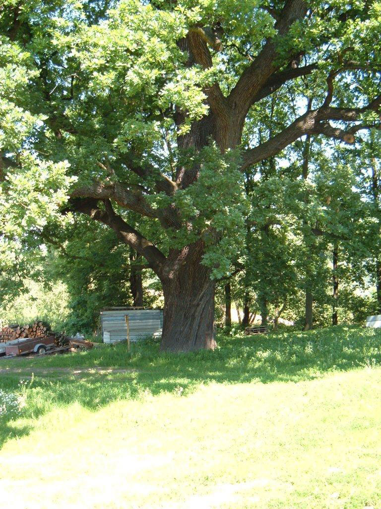 Aueneiche in Hermsdorf, ca. 300 Jahre alt, Naturdenkmal 