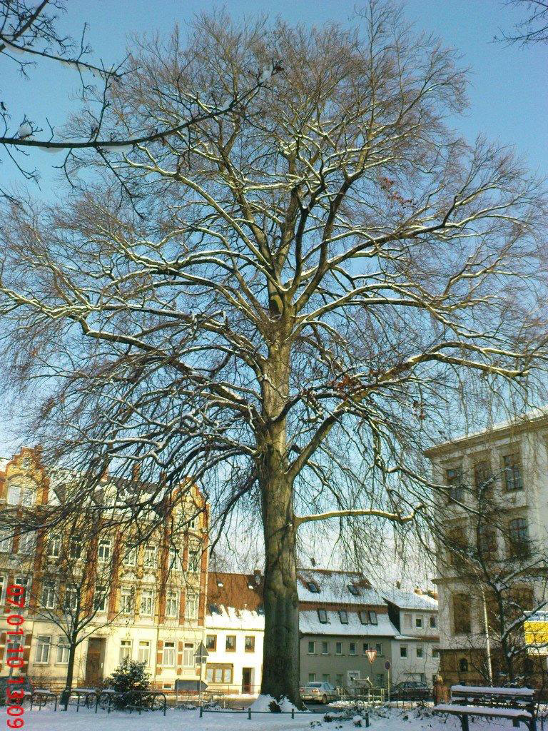 Rotbuche am Körnerplatz im Winter 